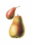 Ilustracja rocznika owoców gruszki