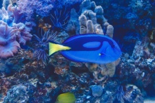 Blue tang fish