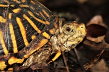 Box Turtle Close-up
