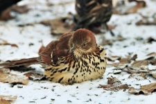 Brown Thrasher in Snow