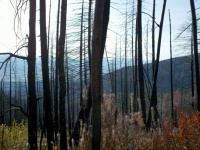 Uppbränd skog i Montana