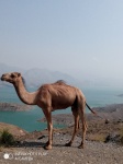 Camello en el camino