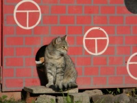 赤い壁の背景に猫