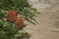 Cedar Branches On Wood Background