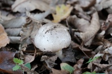 Jedna houba