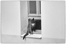 Pisică stând la fereastră