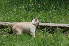 Sziámi macska a profilban