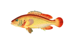 Clipart poisson vintage peint