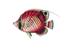 Clipart poisson vintage peint