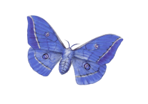 Clipart vlinder vintage kunst