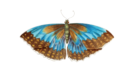 Клипарт бабочка винтажное искусство