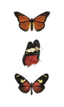 Clipart papillon art vintage