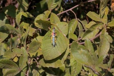 Barevné elegantní kobylky na listech