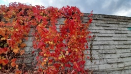 秋季颜色的爬山虎植物