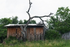 Cabană de lemn brut cu un copac mort