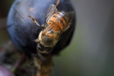 Delicadas asas de uma abelha em uva madu