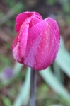 Темно-розовый тюльпан