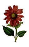 Echinacea Flower Vintage Art