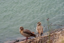 Egyptian geese at the edge dam