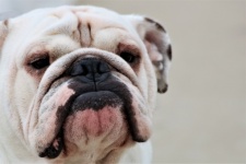 Engelsk Bulldog Närbild Porträtt