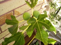 Figi na drzewie figowym