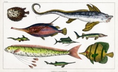 Illustrazione d'epoca di pesce vecch