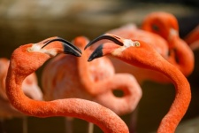 Flamingos fighting