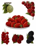 Fruit Vintage Kunst