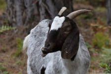 Goat Eating Grass