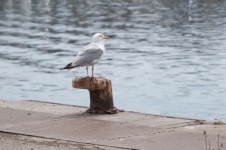 Gull On A Post