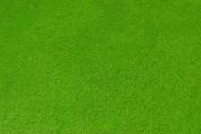Green algae background