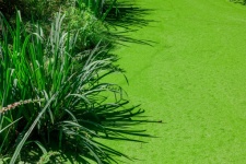 Grama verde e algas