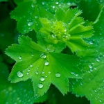 Hojas verdes con gotas de agua