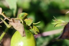Green shield bug on tomato