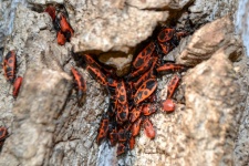 Grupo de firebugs em uma casca de carval