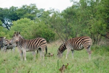 Gruppe von Zebras, die im Busch weiden