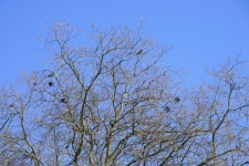 Grupo de corvos empoleirados