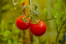 Growth Tomato