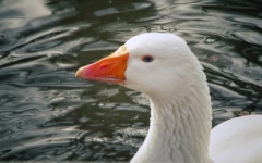 Domestic goose goose bird photography
