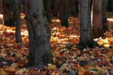 Herbst Bäume Laub Herbstlaub