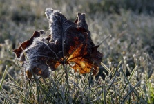 Höst bladfrost hoar frost