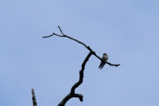 Zwaluw zat op een boom