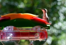 Hummingbird On Feeder Background