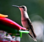 Hummingbird on feeder background