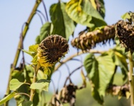 Drooping September Sunflowers