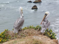 Two Adult California Brown Pelicans