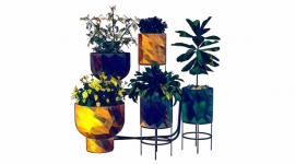 Indoor house potted plants