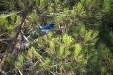 Pássaro azul