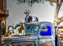 Chèvres sur camionnette vintage