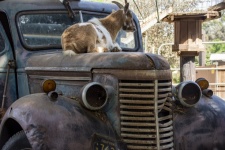 Chèvre sur camionnette vintage
